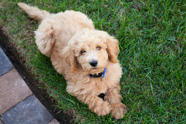 Labradoodle